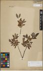 Foto von Salix lapponum L. x Salix myrtilloides L.